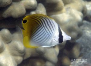 Threadfin Butterflyfish, Juvenile